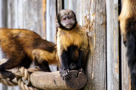 Animal animal world thoughtful