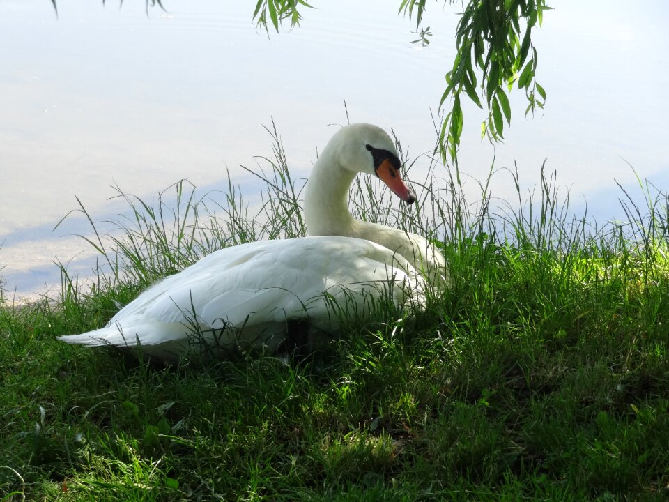 Water bird white schwimmvogel