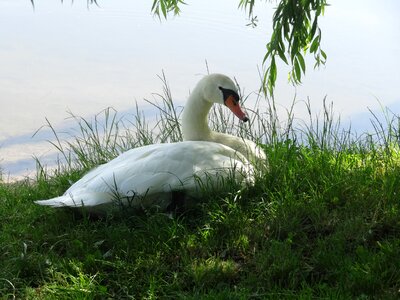 Water bird white schwimmvogel