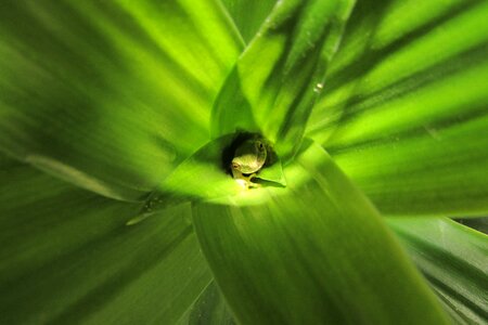 Concealment lawn small photo