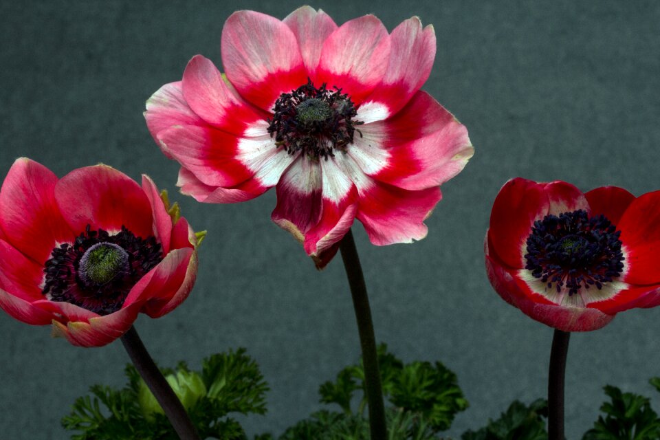Crown anemone macro anemone corinaria