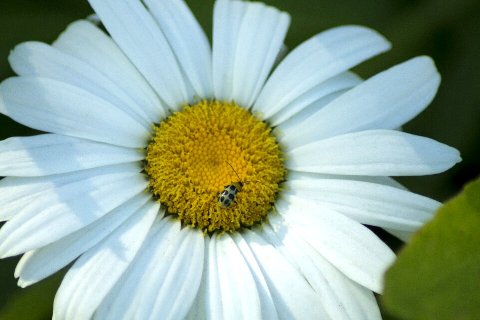 Bug insect yellow