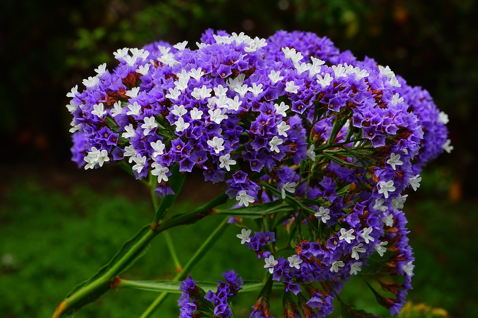 Bloom limonium sinuatum beach lilac