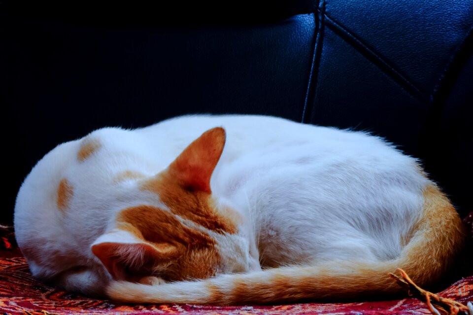 Cute animal rest