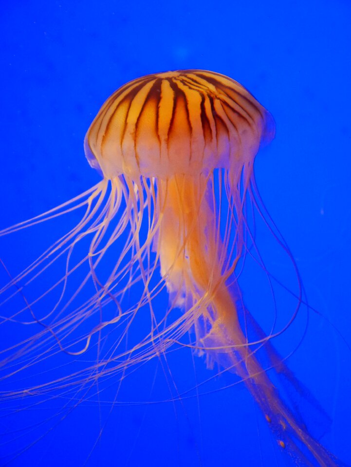 Water marine animal ocean