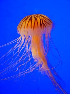 Water marine animal ocean