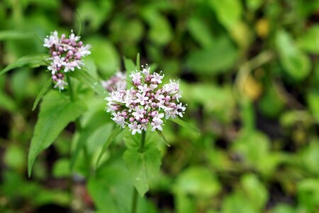 Nature spring white photo