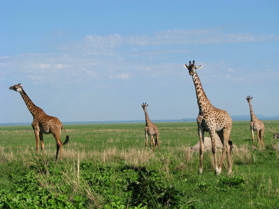 Africa animals wildlife