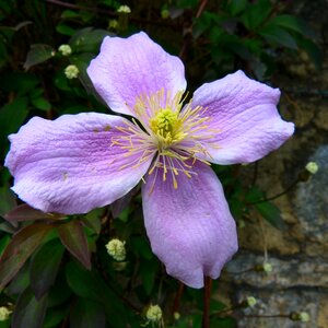 Petal purple pistil