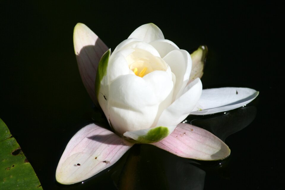 Bloom nature pond