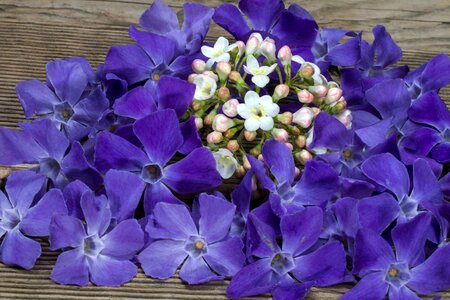 Still life violet wood photo