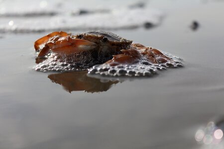 Cancer beach water