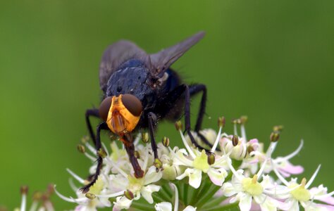Insect nectar search nature