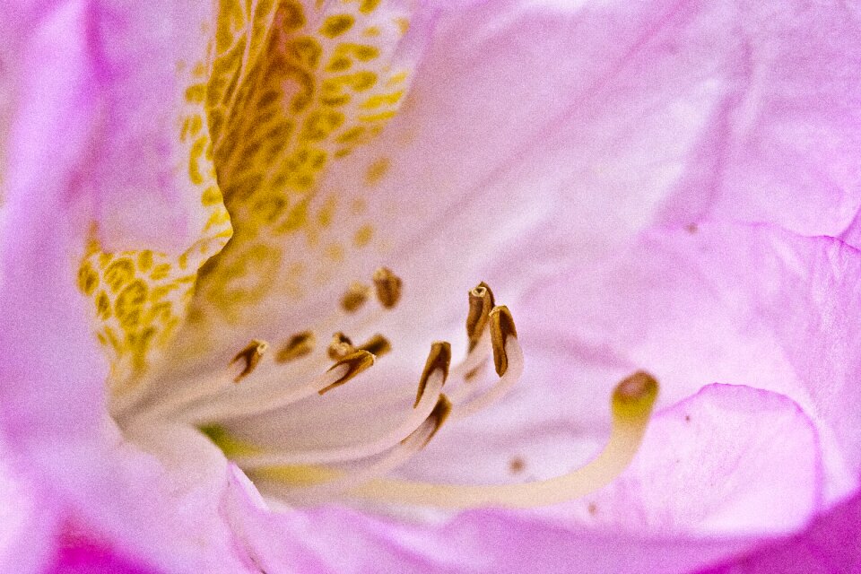 Spring pink rhododendron bush
