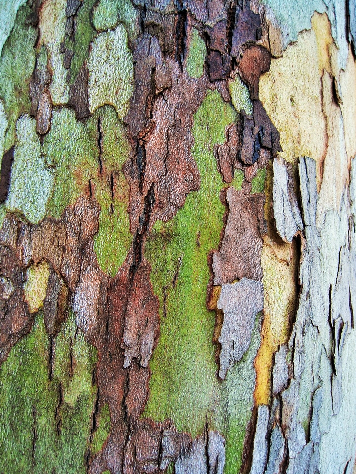 Organic birch environment