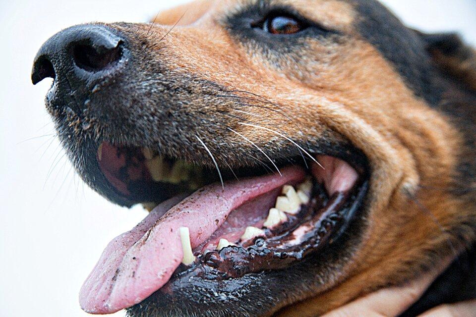 Pet domestic animal animal