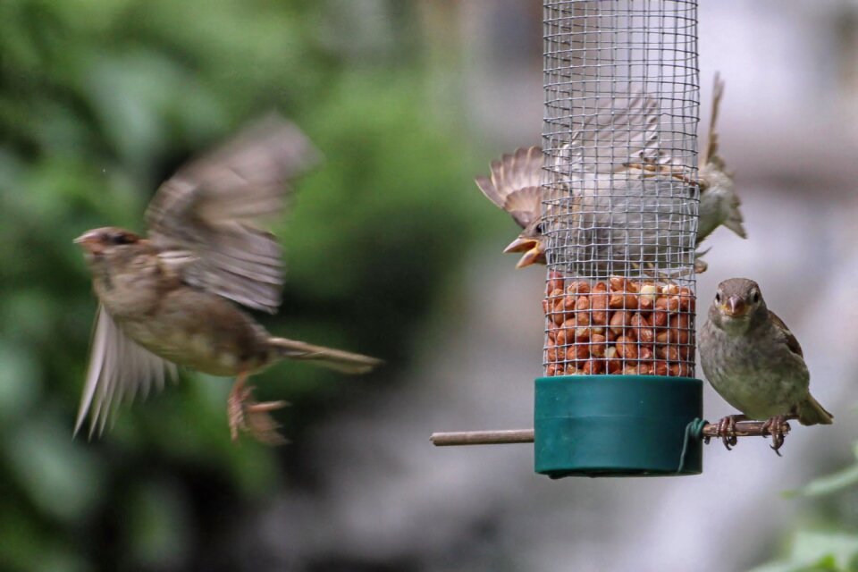 Flying out of focus motion blur