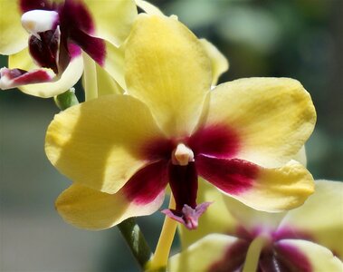 Yellow red pot plant photo