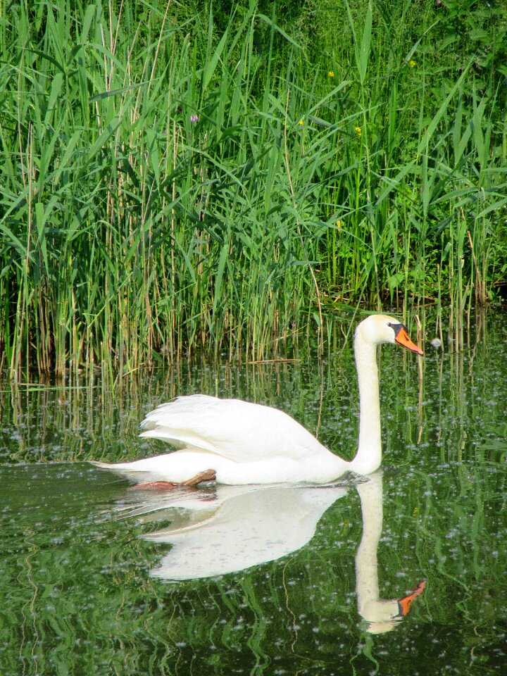 Swans gracefully swimming