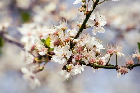 Bloom bloom branch