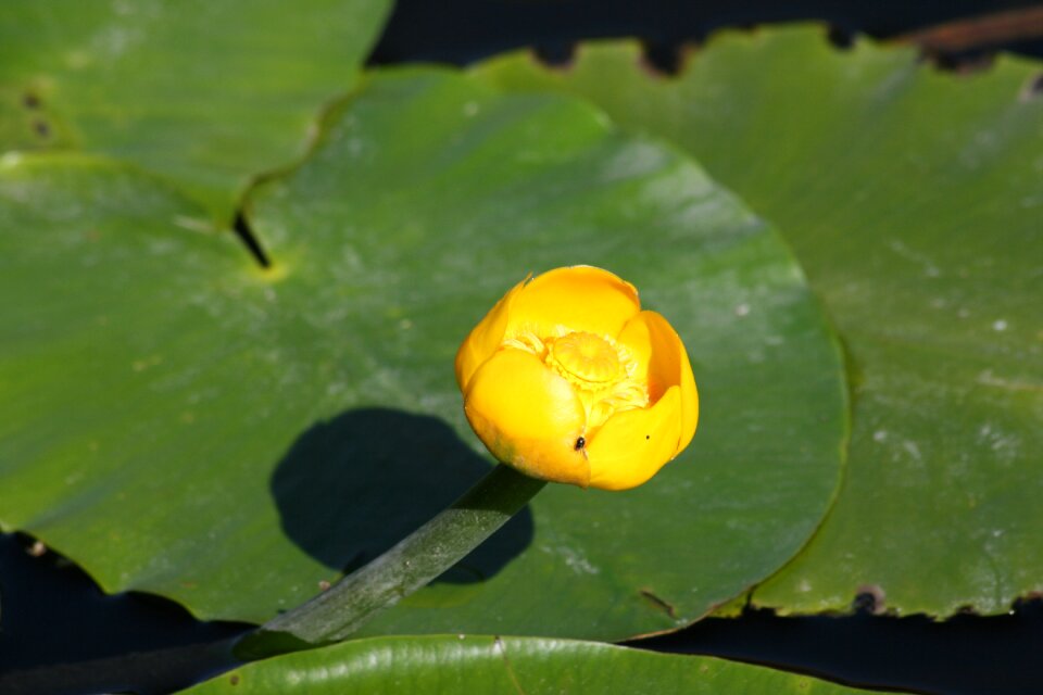 Yellow water flower pond bloom