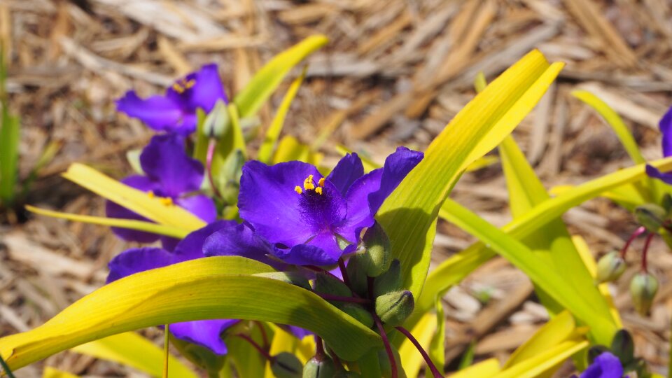 Nature bloom petal photo