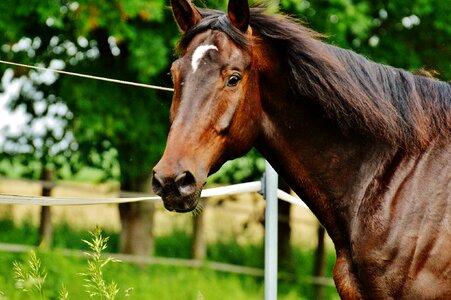 Eat paddock brown photo