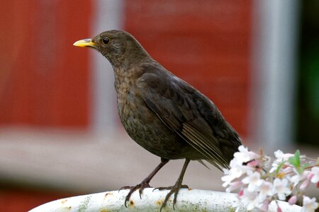 Turdus merula bird brown photo