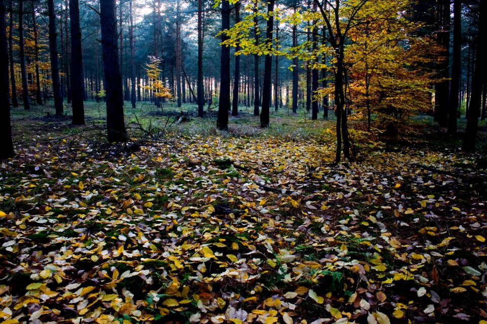 Autumn forest colorful leaves autumn mood