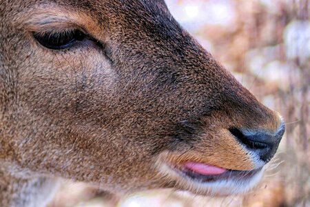 Nature fallow deer portrait photo