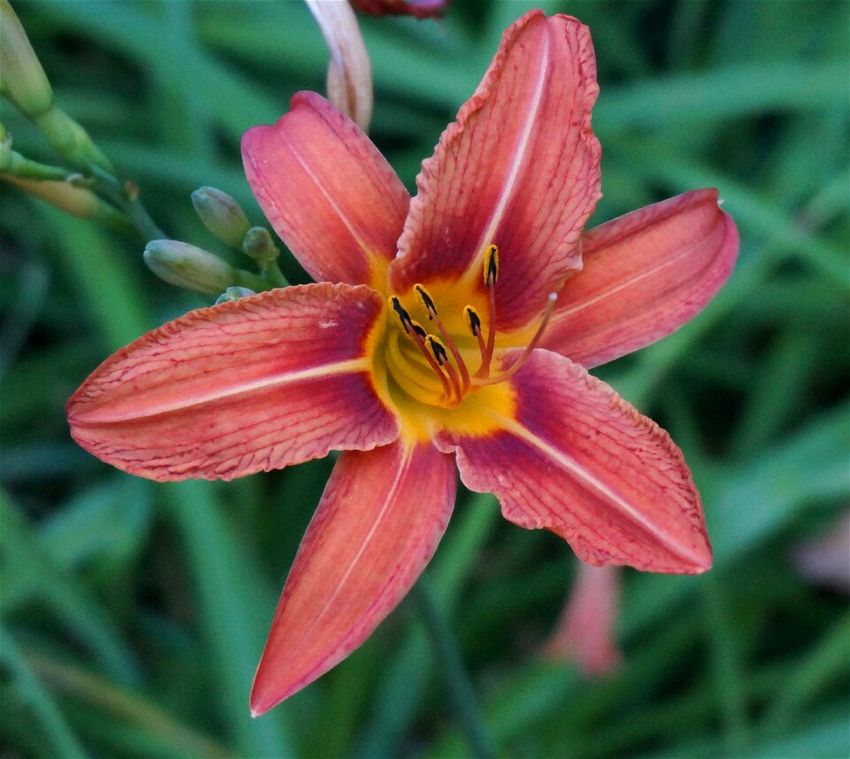 Flower blossom bloom