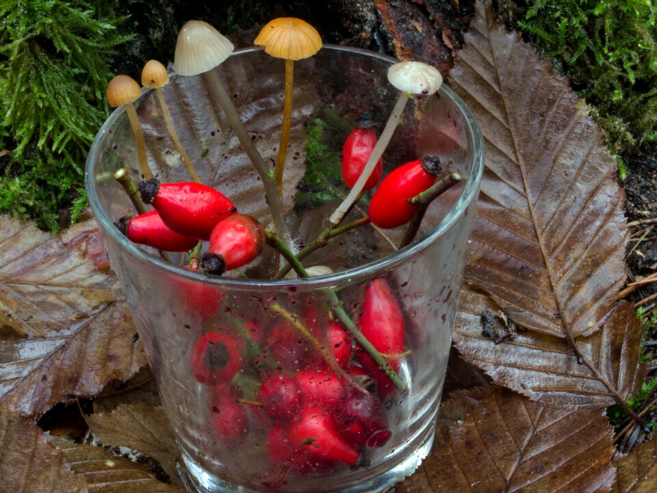 Rose hip hag butte fruits mushrooms