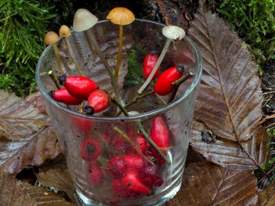 Rose hip hag butte fruits mushrooms