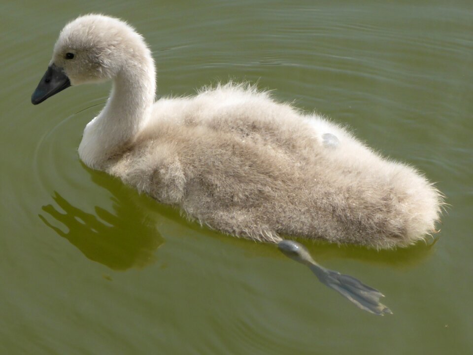 Wildlife mute animal
