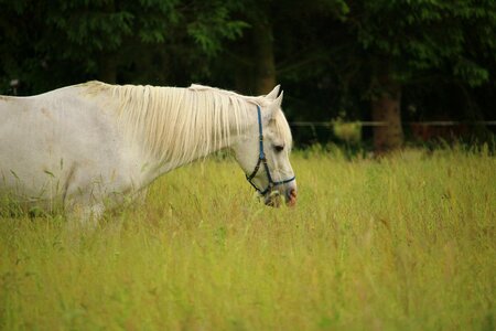 Thoroughbred arabian pasture coupling