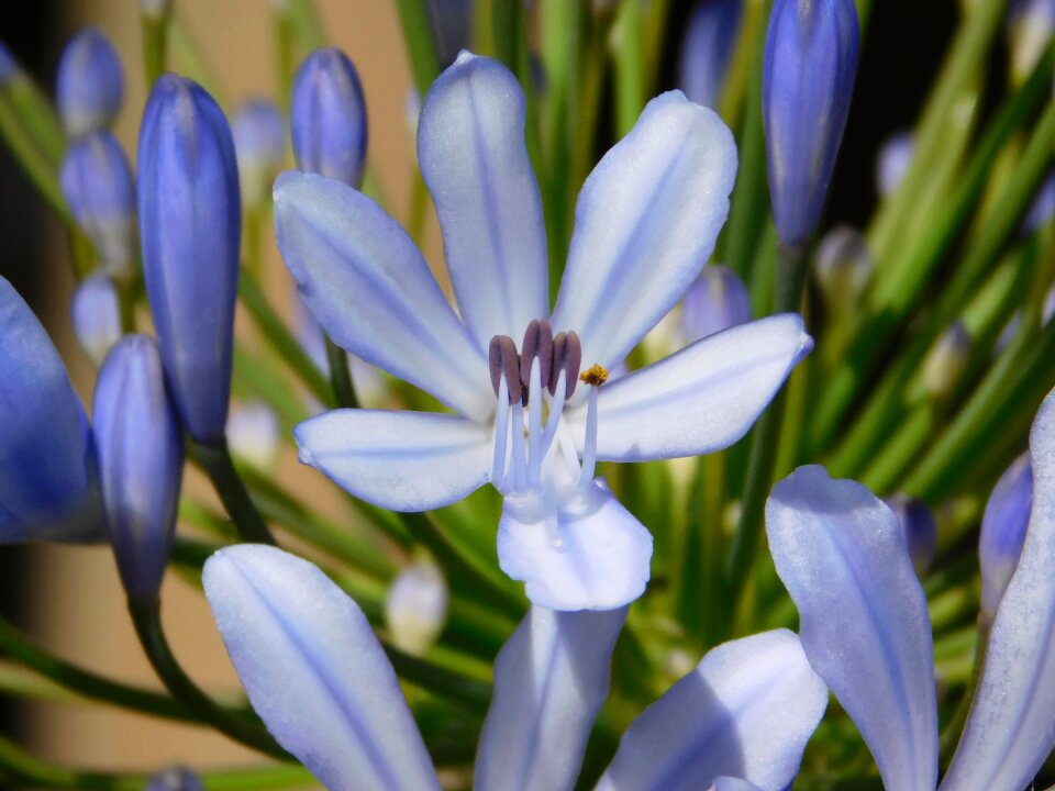 Garden nature petals photo