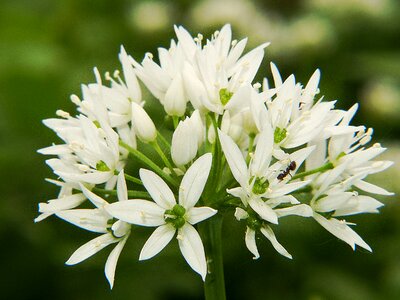 White spring medicinal plant photo