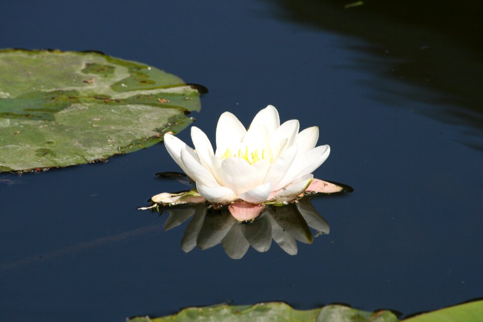 Nature pond bloom