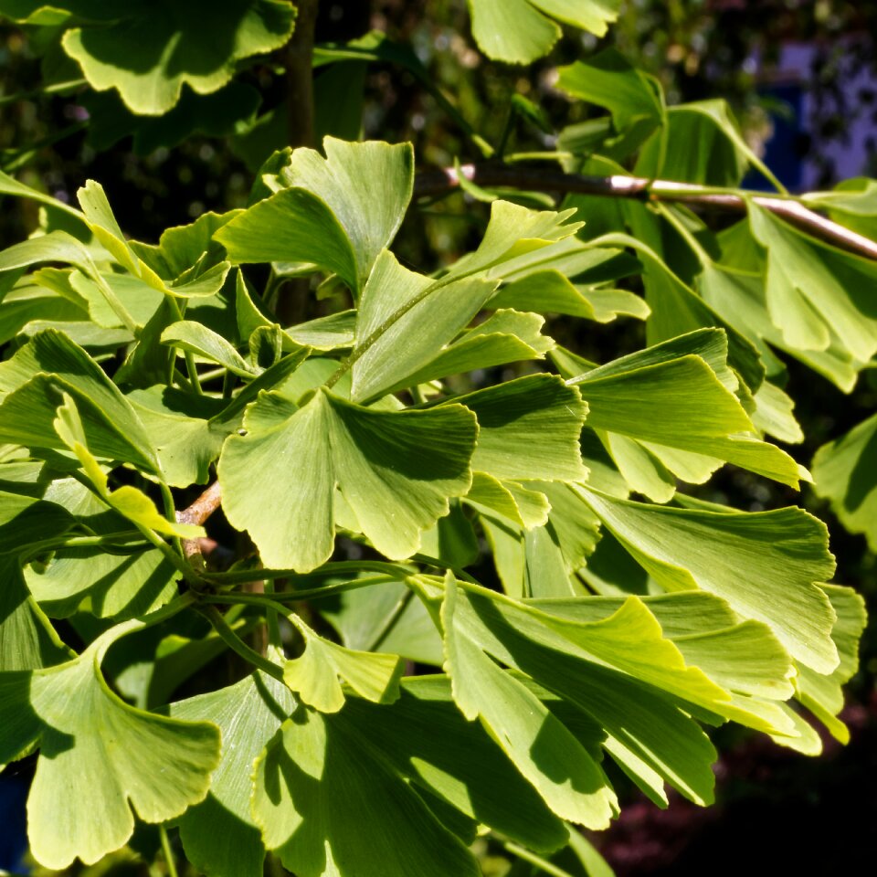 Plant tree green