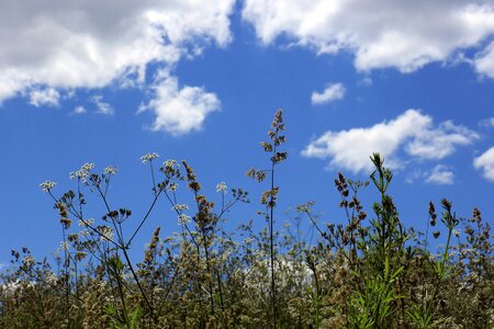 Clouds nature green photo