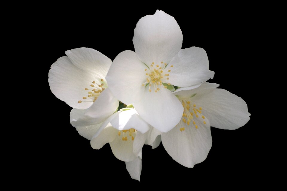 Philadelphus coronary pale whistle shrub summer jasmine