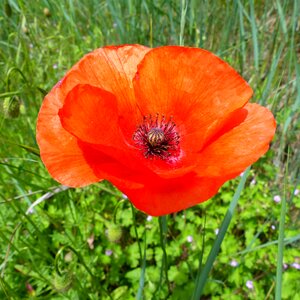 Poppy red petal