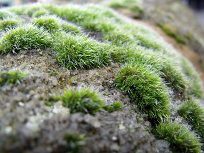 Nature texture rock photo