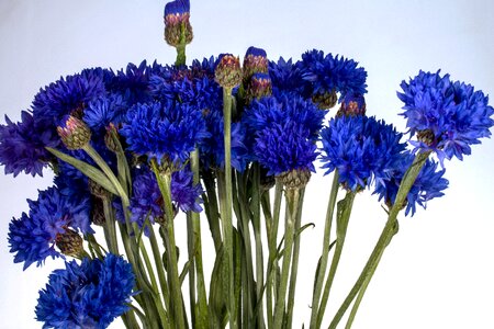 Cornflower flower wild flower