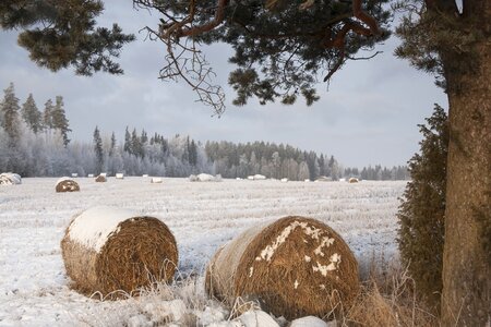 Pyöröpaalit field snow