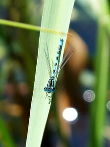 Leaf flying insect wetland photo