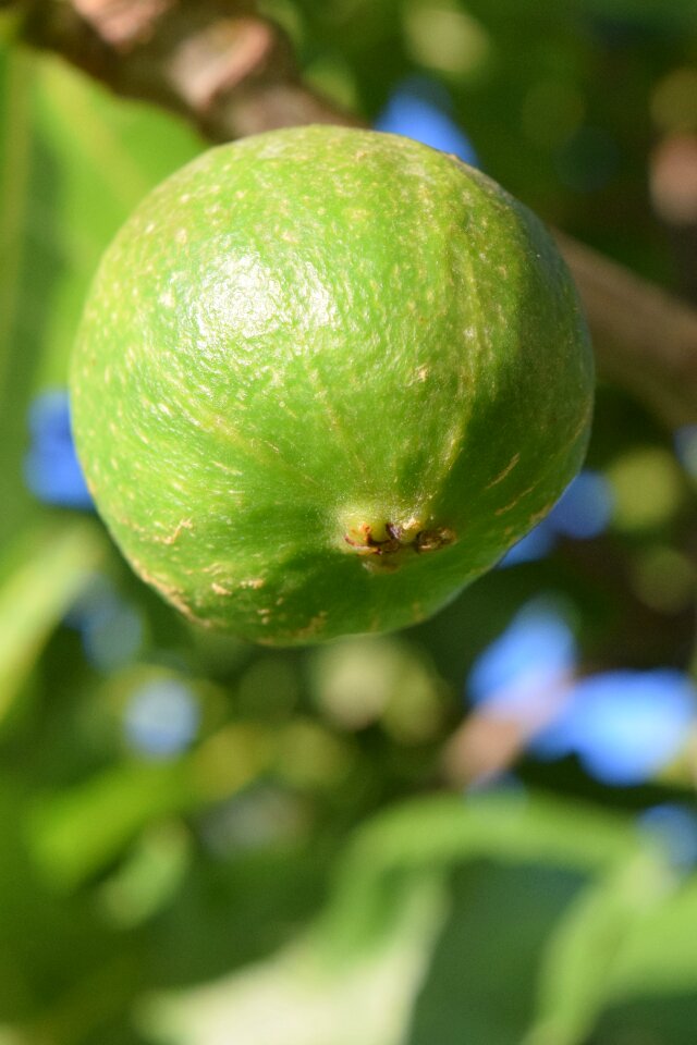 Fig tree fruits nature
