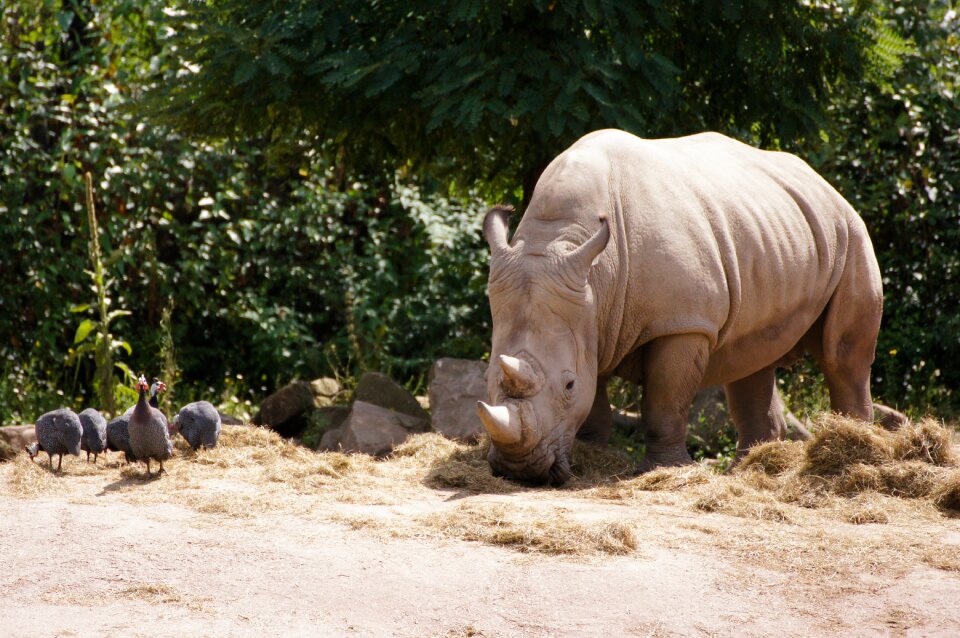 Summer animal world rhinoceros