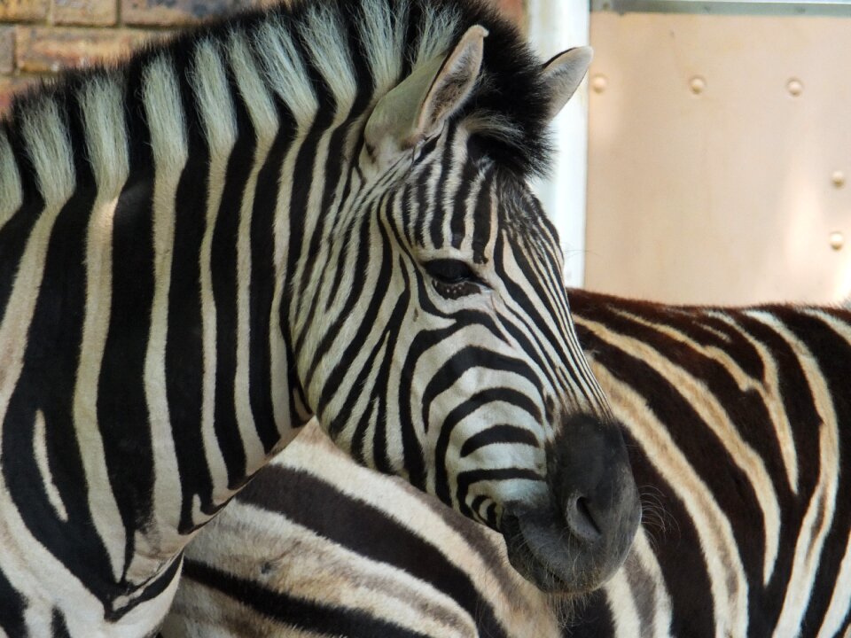 African horse nature