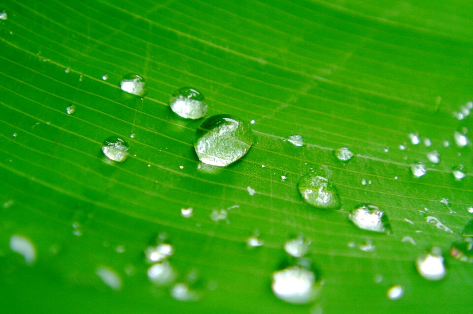 Green nature closeup